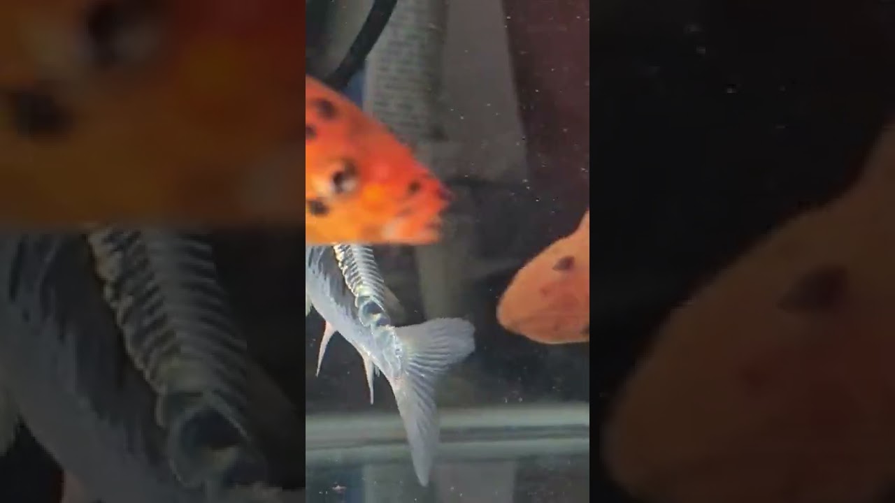 My Janitor Fish is So Behave♥️ YouTube