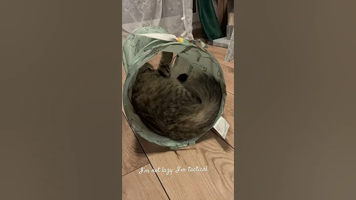 Watch the video about Sylwana plays like a true Siberian queen — without even leaving her tunnel 😼🐾 #cat #siberiancat