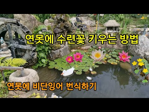 연못조경과 인공 폭포, 생태연못 만들기    #돌배꽃향기산골농부