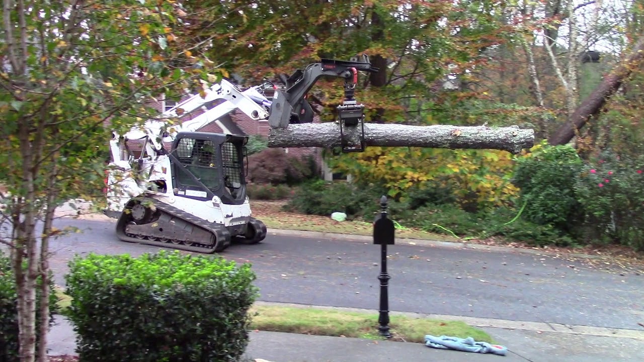 Pine Tree Removal - YouTube
