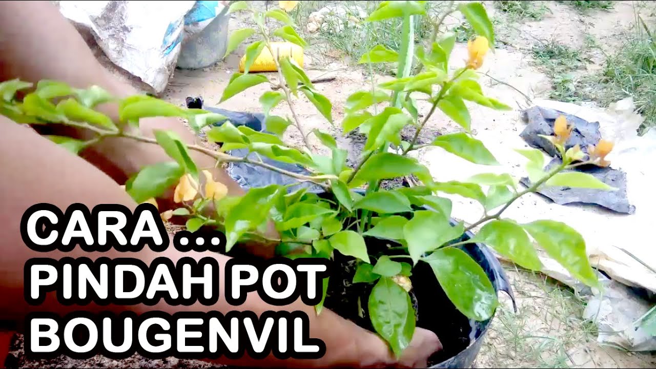 Bougenvil : ini Cara pindah hasil Stek Bunga Kertas ke dalam Pot - YouTube