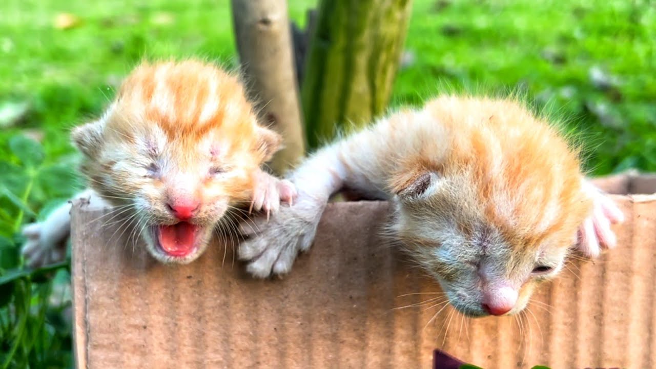 Tiny Innocent Kittens Found in a Box by the side of Lake