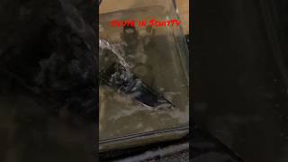 Satisfying Melting Cosmoline Of Carcano M91 Carbine