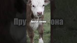 #skinwalker #скинволкер #скинуокер #видео #история #разбор #расслабление #разоблачение #оборотень