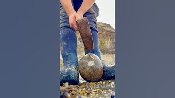 Here are some golden pyritic rocks that we found and opened up on the beach🏝🌊
