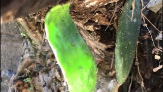 UMDOLOFIYA/0789954981