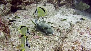 460 Triggerfish Nesting