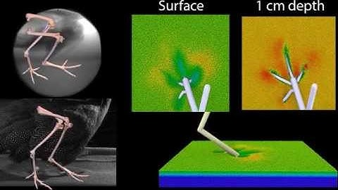 The birth of a dinosaur track