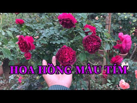 NHỮNG GIỐNG HOA HỒNG MÀU TÍM MÙA ĐÔNG.CHUẨN GARDEN TV | Foci