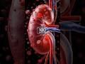 Your Kidneys: The 180-Liter Filter You Can't Live Without! #KidneyHealth #Shorts