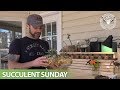 Succulent Sunday - Weekend overview