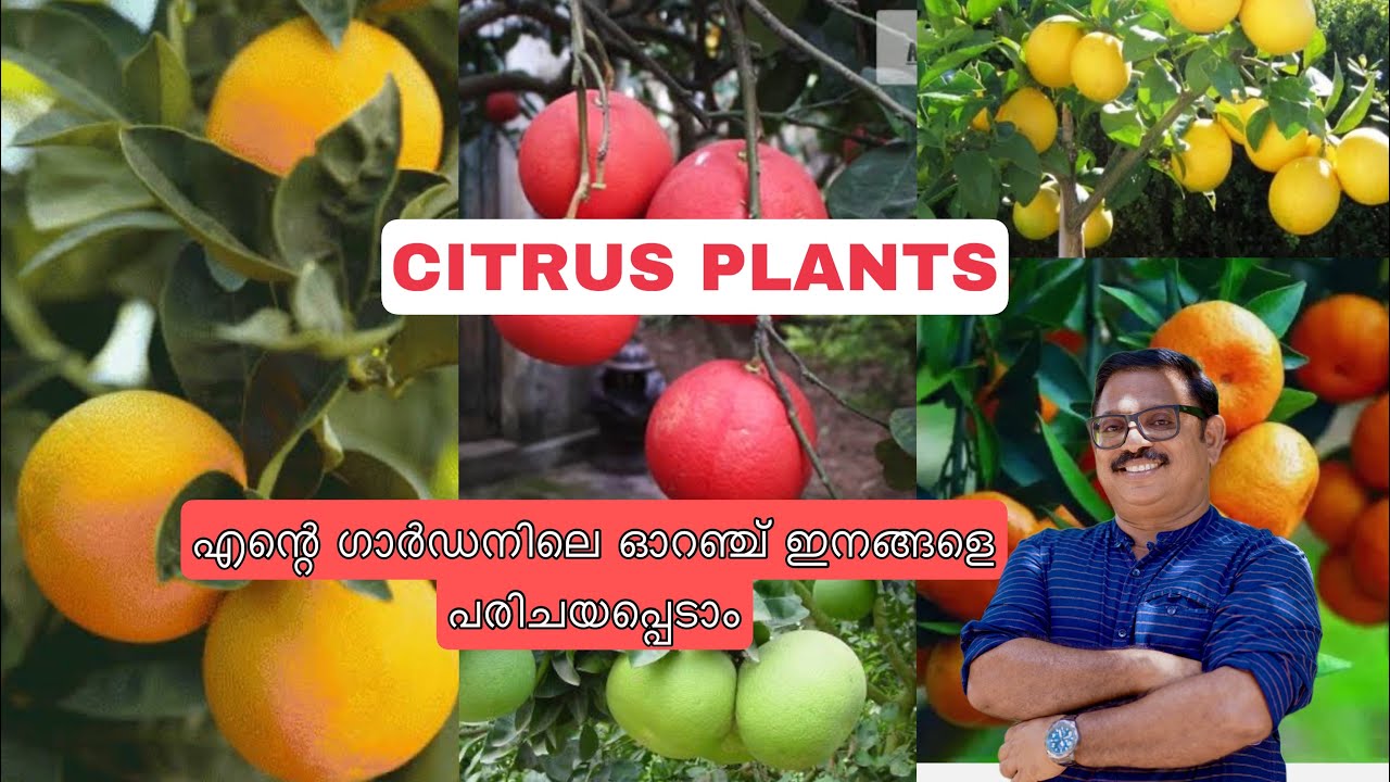 CITRUS PLANTS COLLECTION എന്റെ ഗാർഡനിലെ ഓറഞ്ച് ഇനങ്ങളെ പരിചയപ്പെടാം