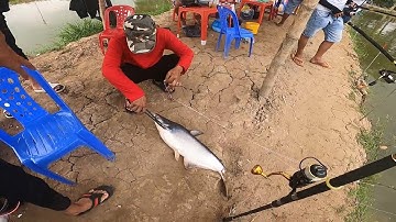 CÂU CÁ TRA ✅ ĐÁNH XÔI MI NI GIAO LƯU CÙNG AN HUỲNH FISHING   MAY QUÁ KHÔNG MÓM