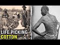 The disturbing life of a slave on a cotton plantation