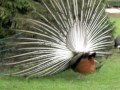 Pfau (pavo cristatus) schlgt Rad