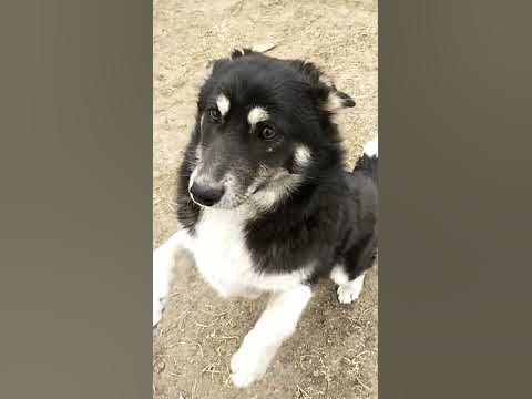 Взрослый сын от моих собак - YouTube
