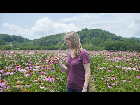 Forest Medicine: Stories Happen in Forests