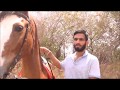 Rs 9 Crore का मारवाड़ी घोड़ा How to make a Horse into a World Champion