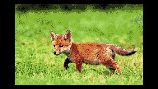 Sufjan Stevens - My Red Little Fox [karaoke]