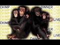 The NEW Chimp Dinner LIVE 03.27.22