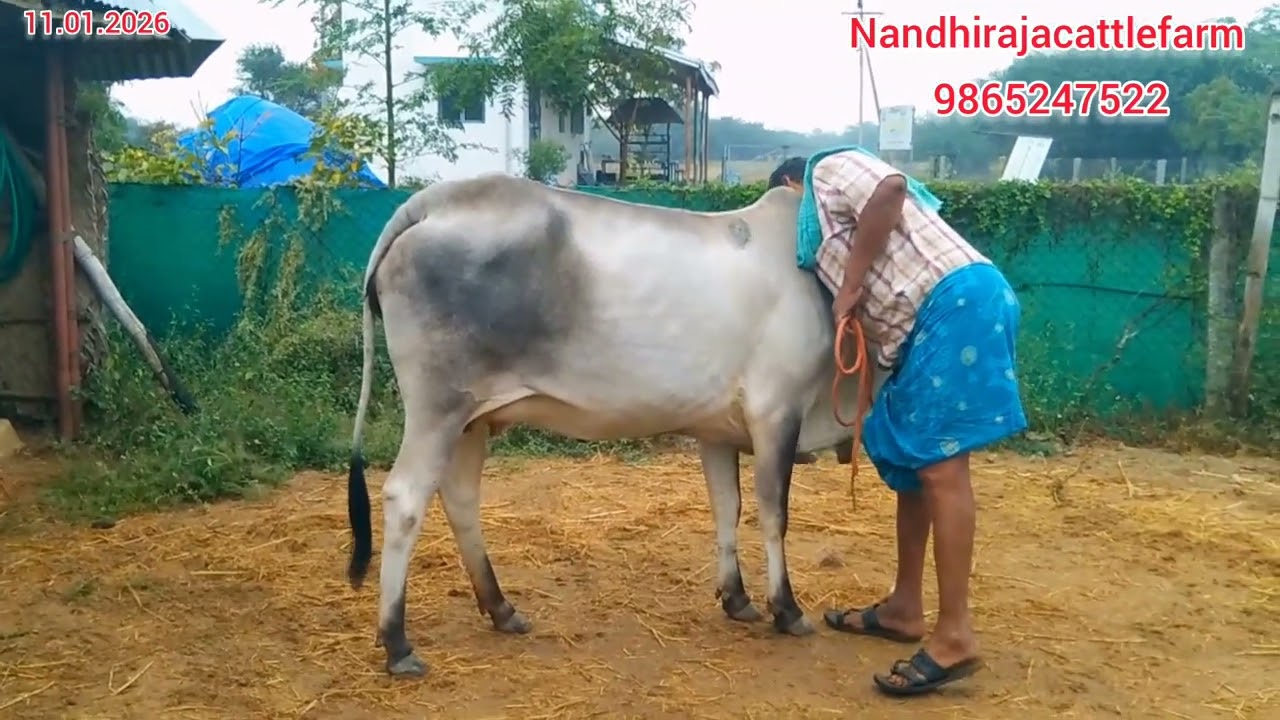 விற்பனைக்கு 2 பல் தலையீத்து மயிலை கிடாரி உள்ளது.9865247522,9842347522.