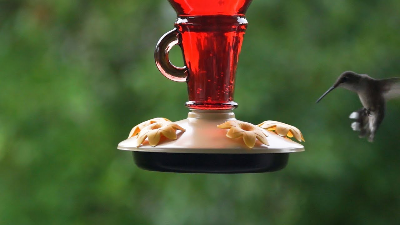 Perky Pet TopFill Test & Review + How to set up, assemble YouTube