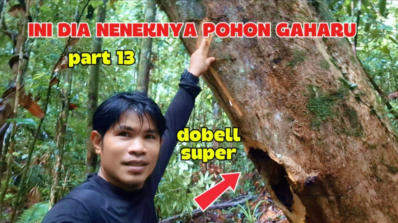 Part13 detik detik menemukan pohon gaharu beringin yang sangat tua dan besar#gaharusuper 