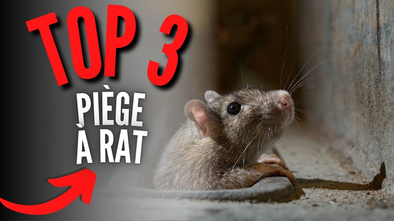 Les pièges à rats et souris - Rats & Souris