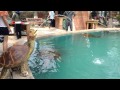 Шок! Крупные морские черепахи плавают в городском фонтане