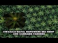 KwaZulu-Natal empowers 664 hemp and cannabis farmers | NEWS IN A MINUTE