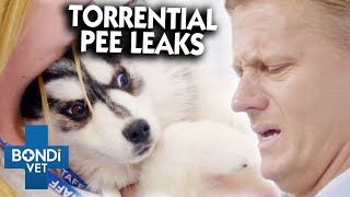 Incontinent Puppies Left For Good 💔 | Bondi Vet Clips | Bondi Vet