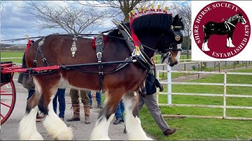 TWO WHEELED CARTS! National Shire Horse Show in ENGLAND (Episode 7) Apollo The Shire