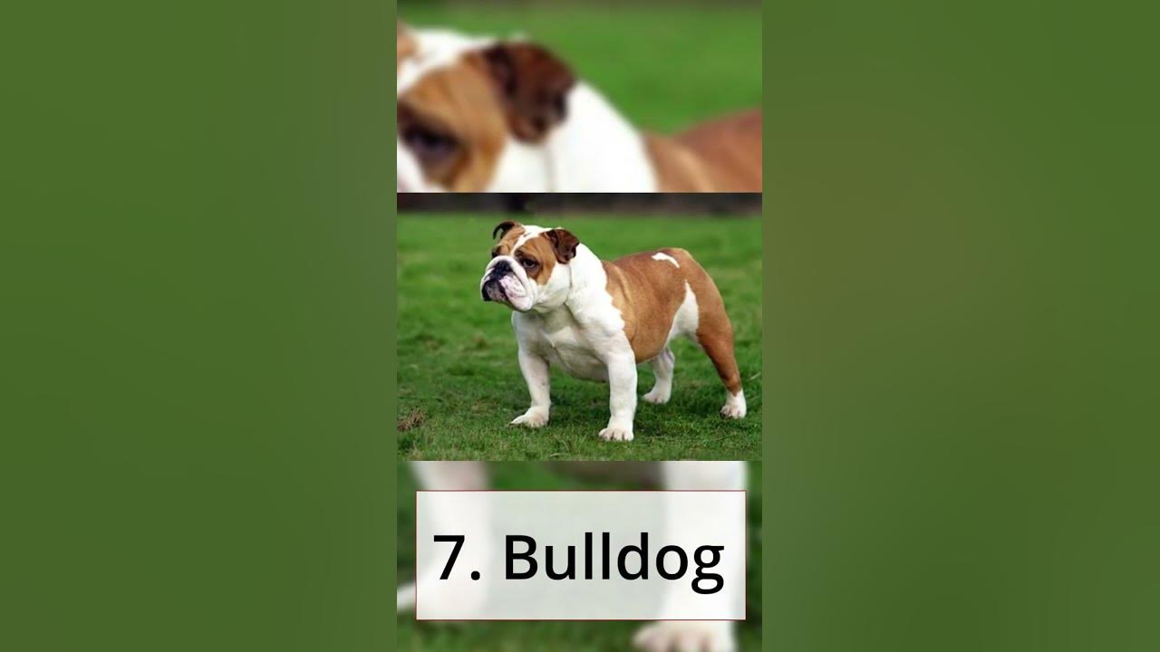 top-10-family-dog-breeds-that-are-the-best-for-you-youtube