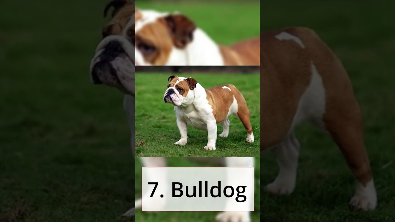 Top 10 Family Dog Breeds That Are The Best For You YouTube Top 10 Family Dog Breeds That Are The Best For You YouTube