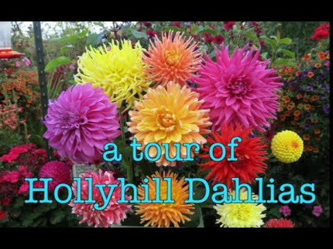 a tour of Hollyhill Dahlias