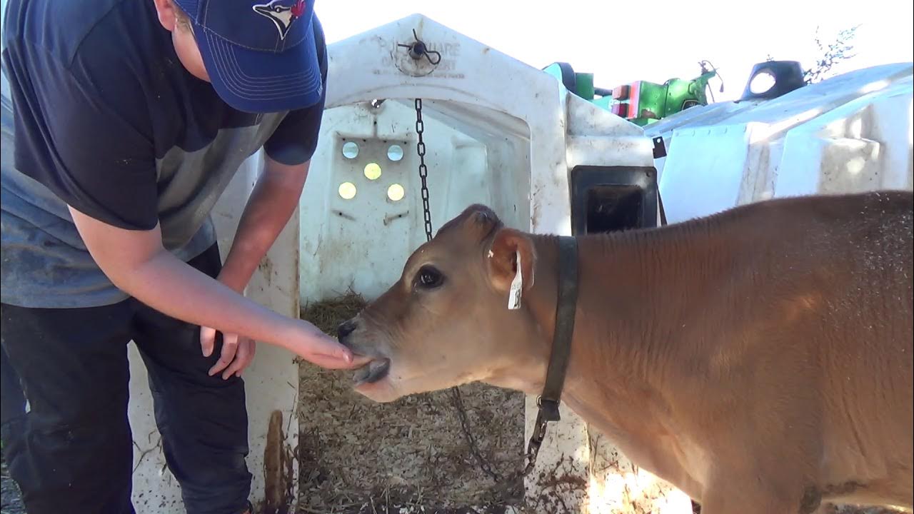 2018 Dufferin County Farm Tour YouTube