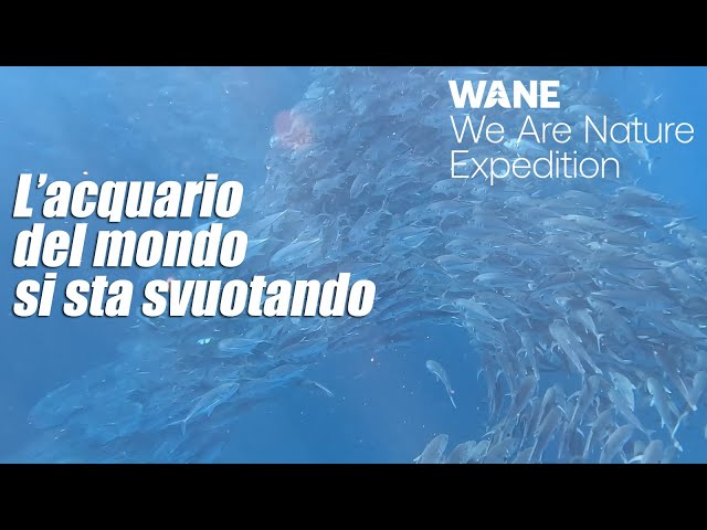 L'acquario del mondo si sta svuotando