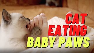 Cat Eating Baby Paws