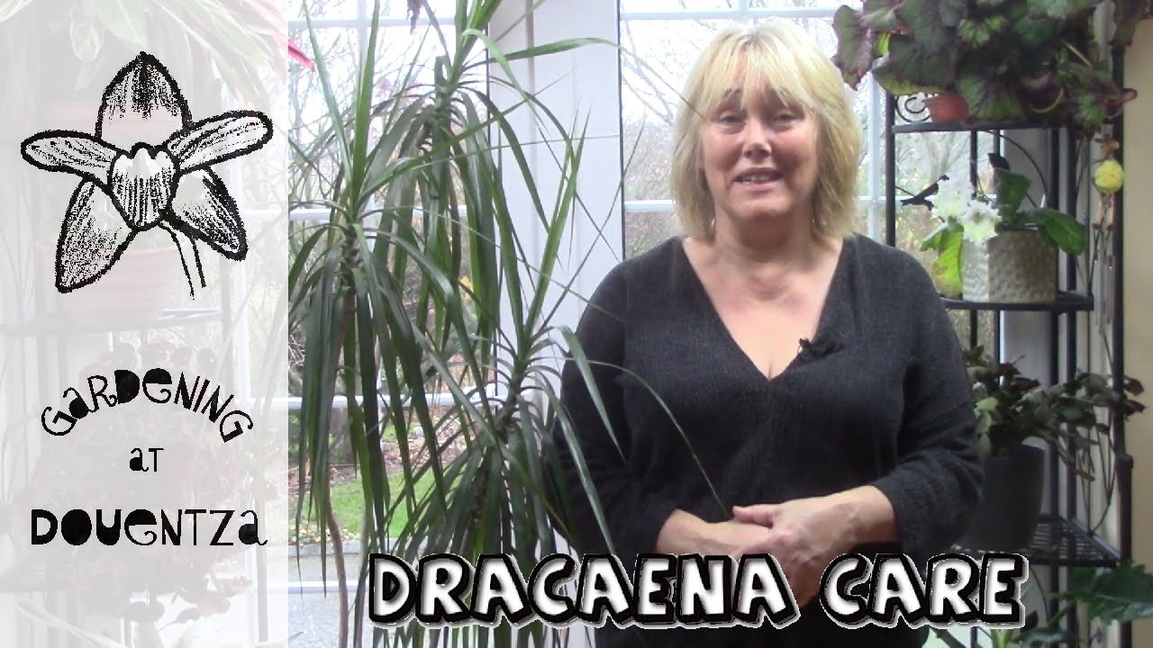 Dracaena marginata Care || Growing the Dragon Tree in your House || Quick &  Easy Guide