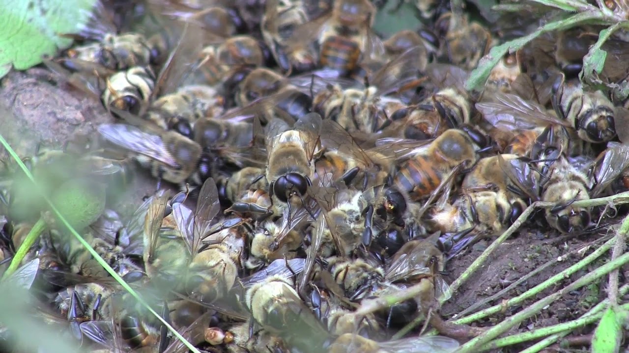 It's that time of year again… when the male bees get kicked out of the, Bees Videos