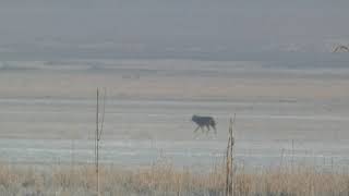 Canavar Yoxsa Çaqqal? Məncə Çaqqal Idi.