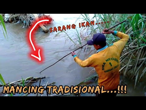 Mancing di belakang rumah sendiri dengan alat tradisional || mancing mania ambyar