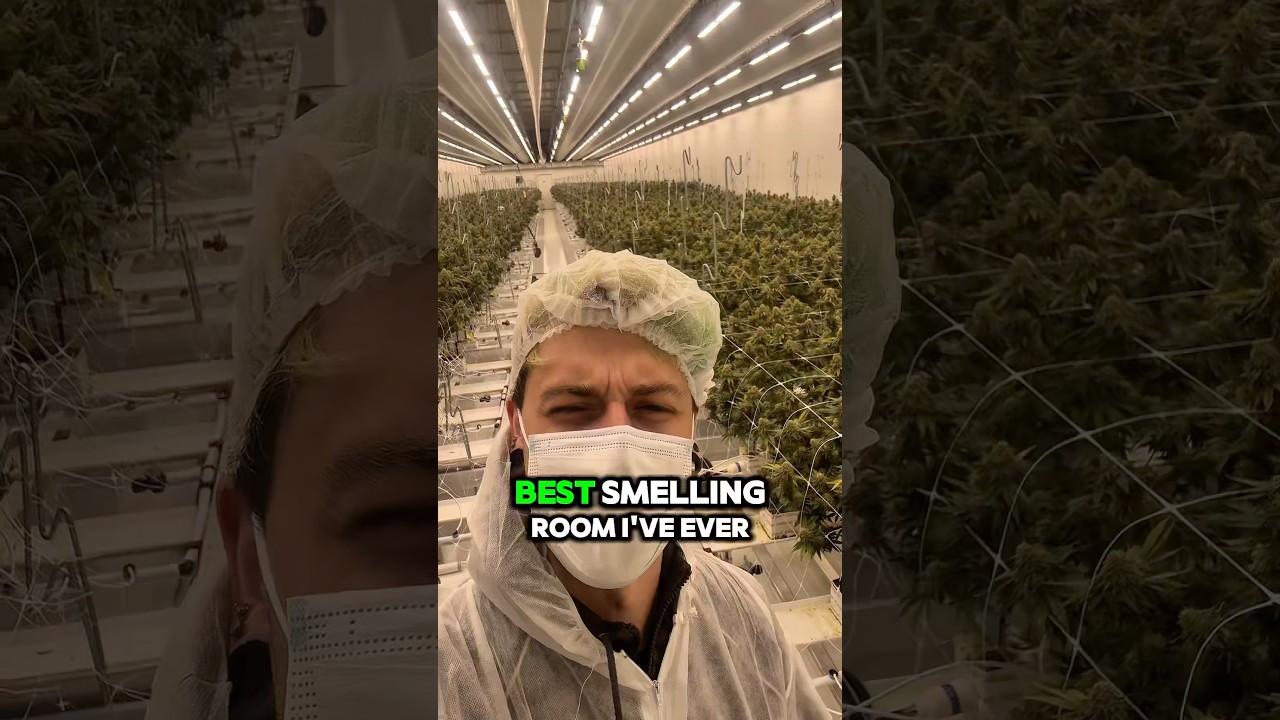 A legal facility in The Netherlands!