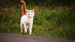 My First Vlog-Homeless Cats | Give Love And Care To Street Cats | Cat_log #meow #streetcats #catlady by Animals and Pets  296 views 3 months ago 1 minute, 51 seconds