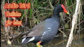 Suara burung mandar batu [ suara pikat ]