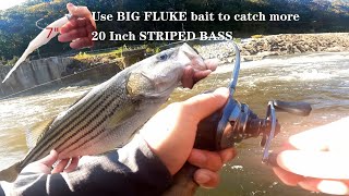 Use BIG FLUKE bait to catch more 20 Inch STRIPED BASS