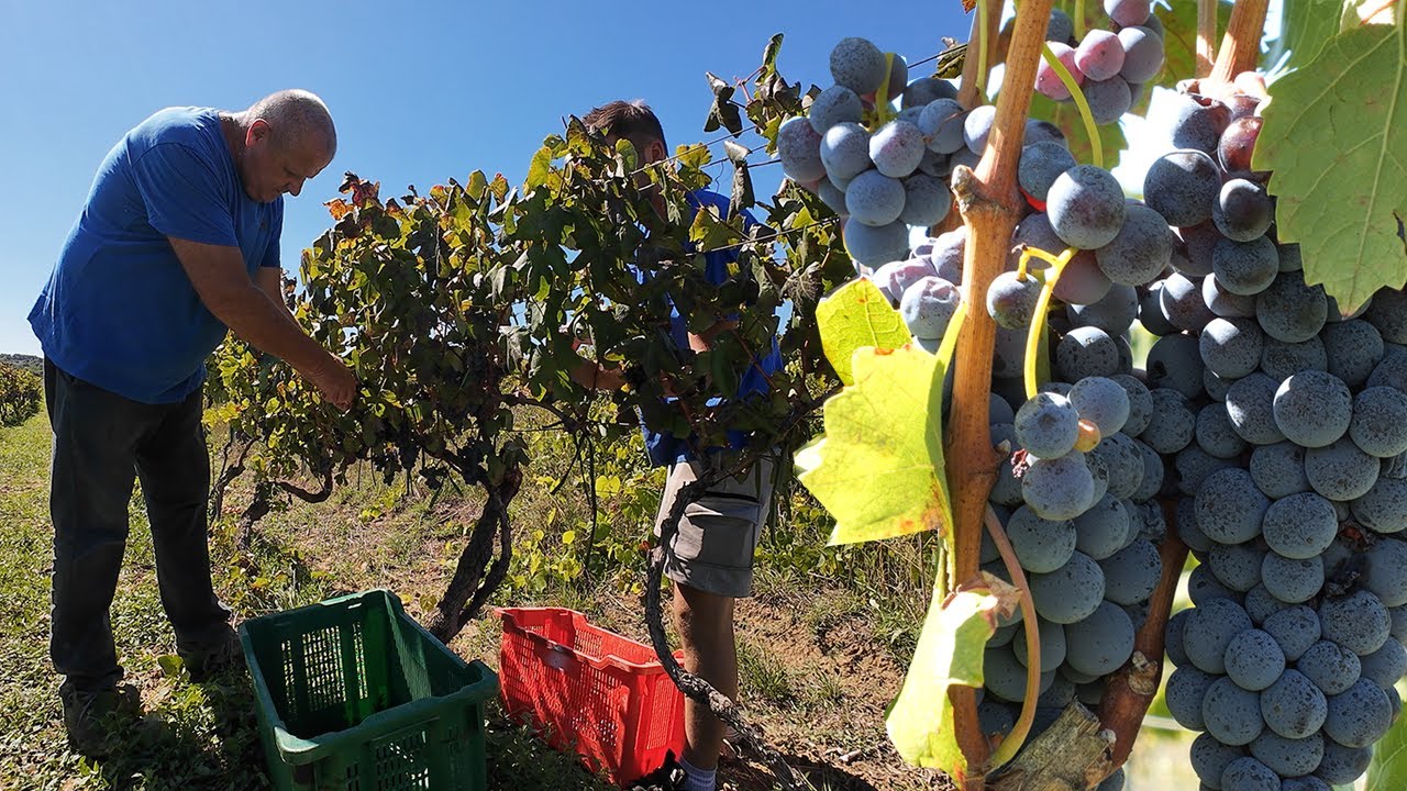 Grožđe rodilo kao "ludo", dnevnica beračima od 60 - 75 eura