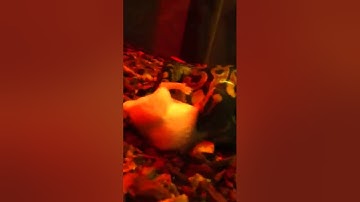 Ball python Kills mouse!!