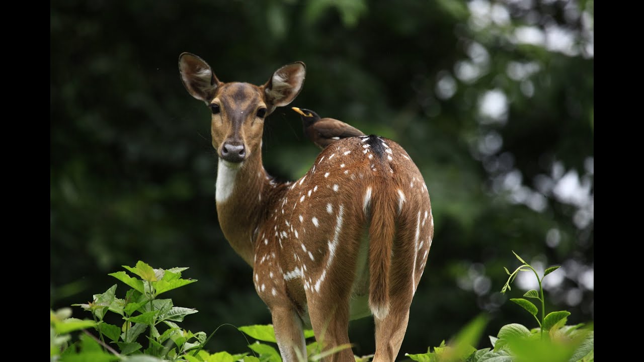 Image result for peppara wildlife sanctuary trekking