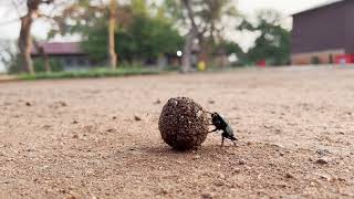 Dung beetle making a run for it!